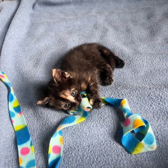 My grandkittens- they’ve grown! 6 months old now! - Picture 5 of 17